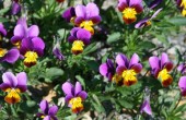 Blumen für den eigenen Garten