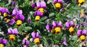 Blumen für den eigenen Garten