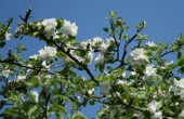 Obstgehölze für den Garten