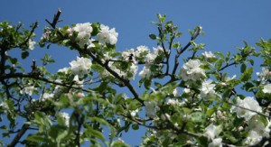 Obstgehölze für den Garten